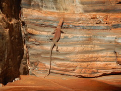 Southern Pilbara Rock Goanna photo 1