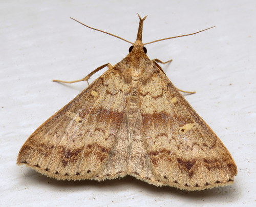 Discolored Renia Moth photo 3