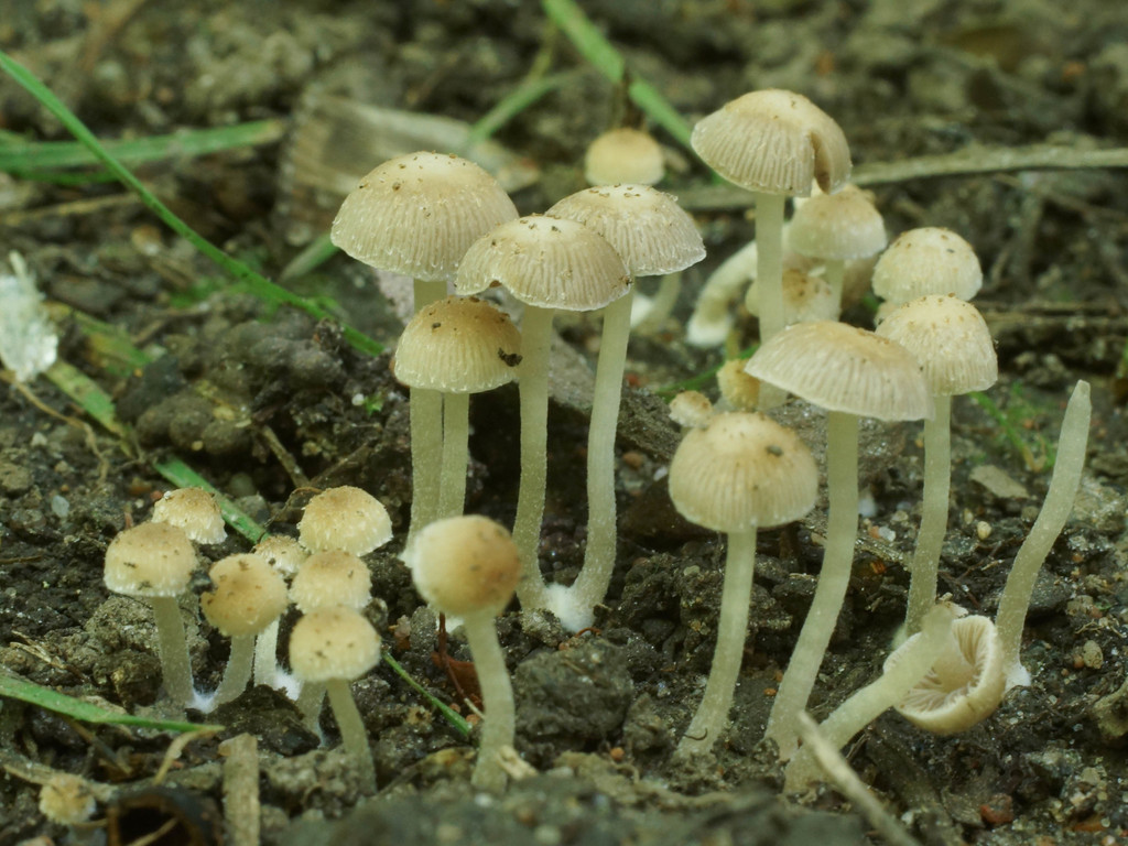 Psathyrella pygmaea