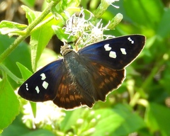 Polygonus savigny savigny