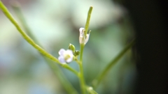 Cardamine auriculata