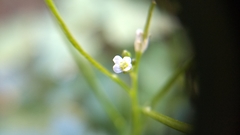 Cardamine auriculata