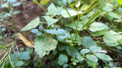 Cardamine auriculata