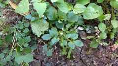 Cardamine auriculata