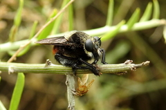 Mallophora ruficauda