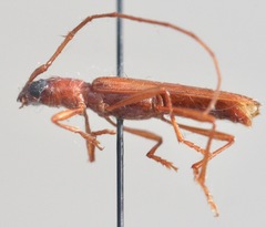Psyrassa unicolor
