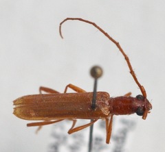 Psyrassa unicolor