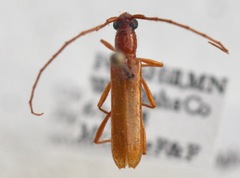 Psyrassa unicolor