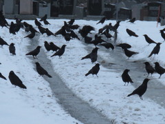 Corvus brachyrhynchos