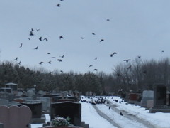 Corvus brachyrhynchos