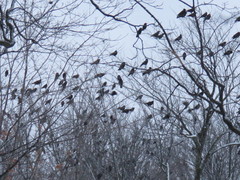 Corvus brachyrhynchos