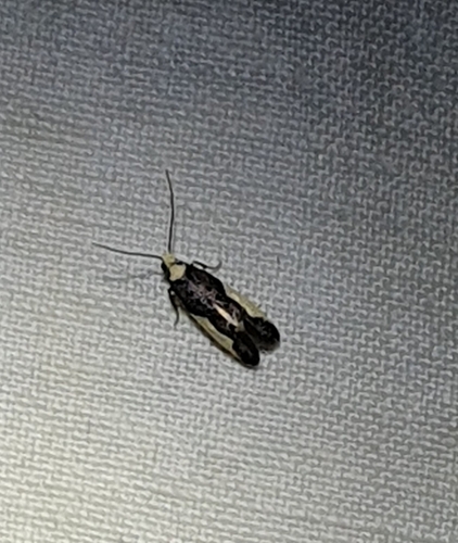 Monopis monachella
