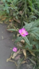 Oenothera rosea