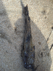 Pylodictis olivaris