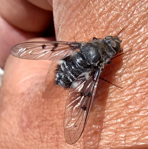 Spogostylum tripunctatum