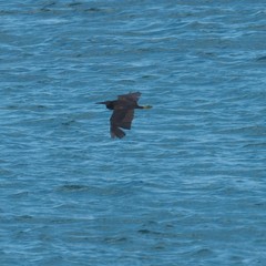 Egretta sacra albolineata