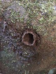 Quindina albomarginis