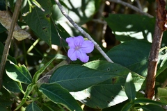 Ruellia breedlovei