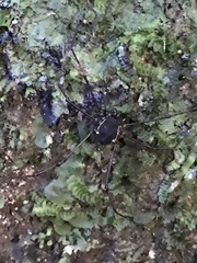 Quindina albomarginis