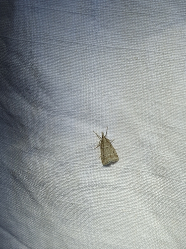 Eudonia pallida