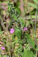 Ruellia inundata