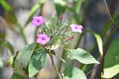 Ruellia inundata