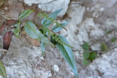 Anemia speciosa