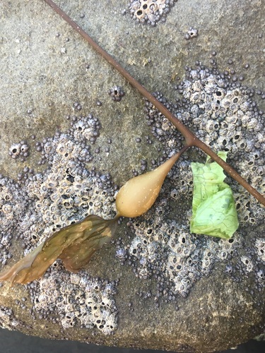 iNaturalist observation photo of Giant Kelp