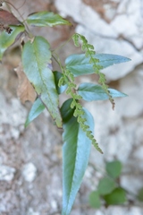 Anemia speciosa
