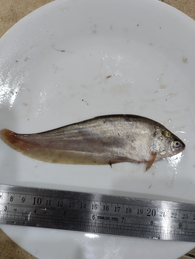 Bronze Featherback in June 2023 by Akmal Idham. 3 specimens · iNaturalist