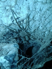 Kukulcania hibernalis