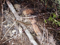 Cormocephalus rubriceps