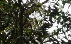 Accipiter striatus erythronemius