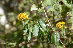 Bidens reptans