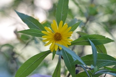 Verbesina neriifolia