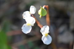 Begonia pinetorum, photograph (c) Neptalí Ramírez Marcial, some rights reserved (CC BY)
