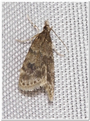 Scoparia penumbralis
