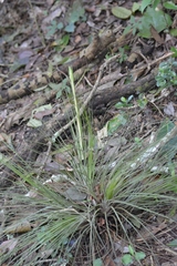 Tillandsia juncea
