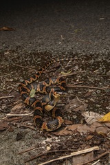 Loo-Choo Big-Tooth Snake photo 4