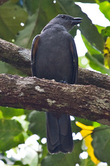 New Caledonian Cuckooshrike photo 2