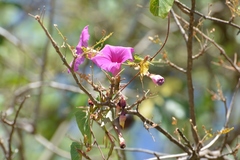 Ipomoea bernoulliana