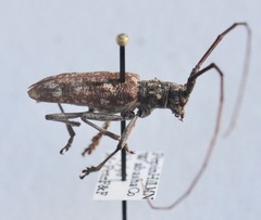 Monochamus