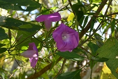 Ipomoea leucotricha
