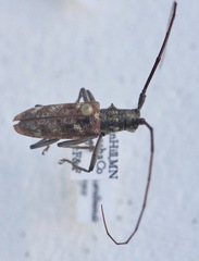 Monochamus