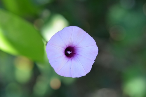 threefork morning glory