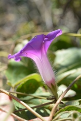 Ipomoea villifera