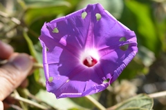 Ipomoea villifera
