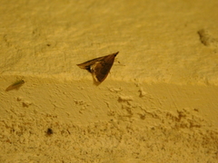 Lepidoptera
