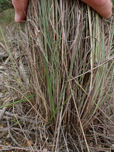 Hyparrhenia hirta