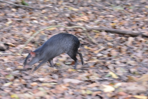 Mexican Agouti